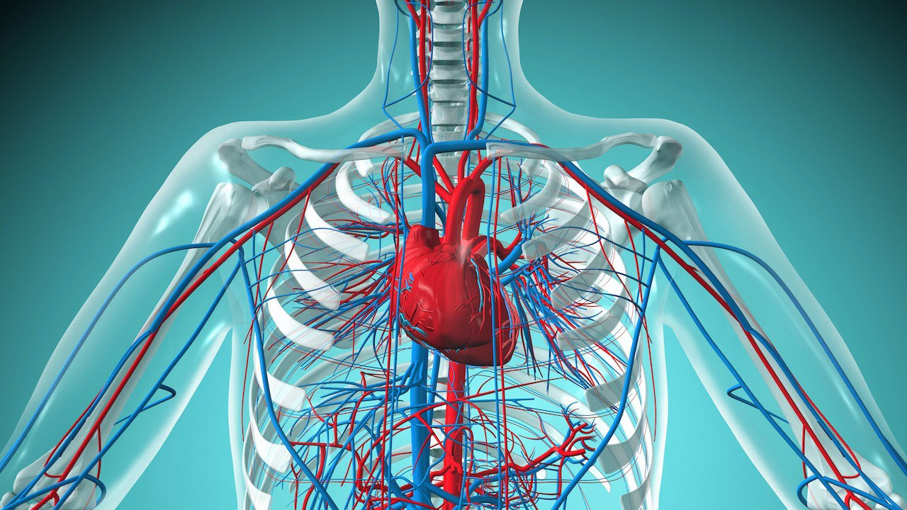 تصویر آناتومی قلب انسان - دکتر امید شافع