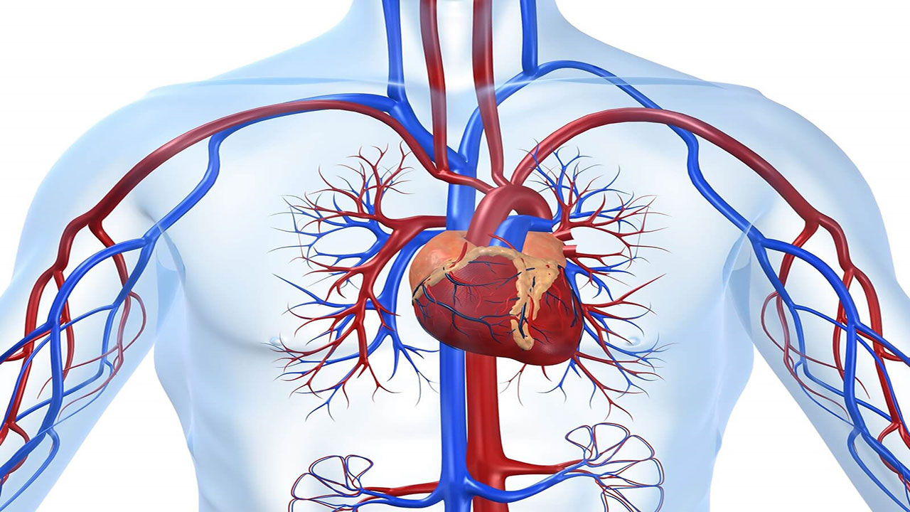 تصویر آناتومی قلب انسان - دکتر امید شافع
